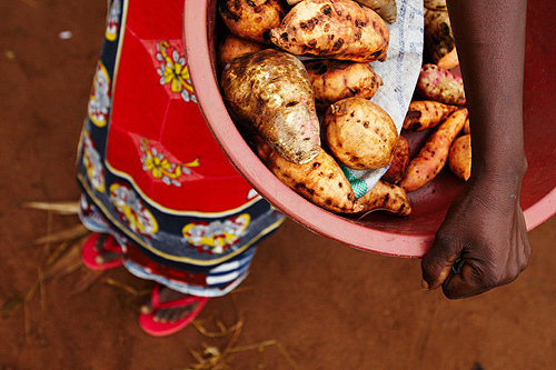 Child carrying a basket of sweet potatoes