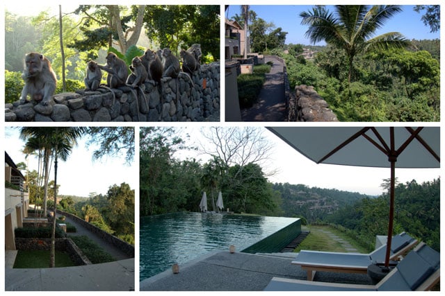 Collage of trip photos. We arrived at the hotel in the late afternoon and were immediately greeted by a barrel of monkeys. It was an amazing experience to be able to get so close to the monkeys. 